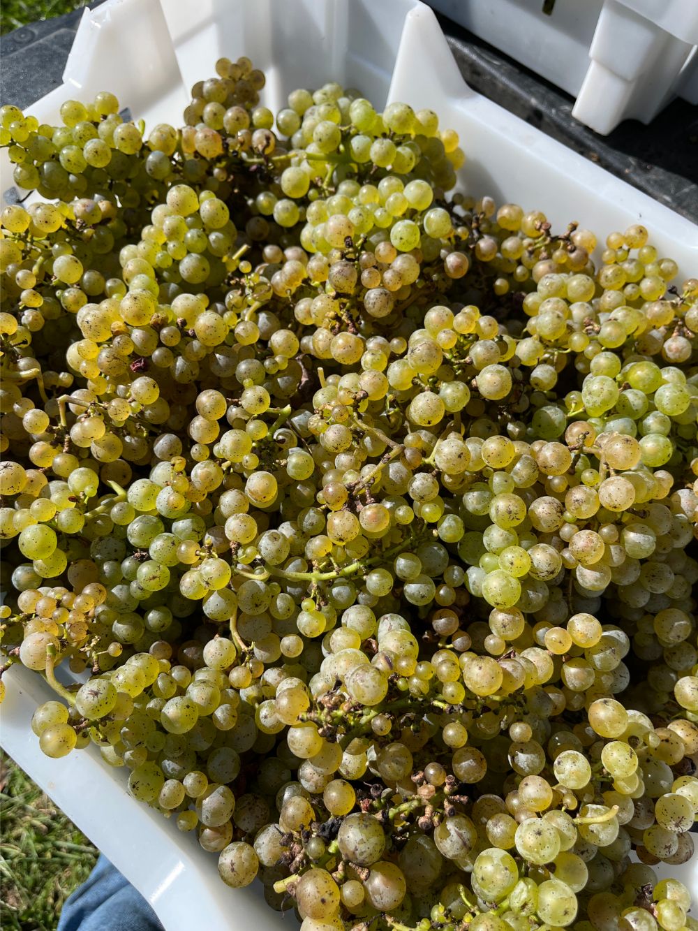 6 Linden Dreihart Winery Gallery